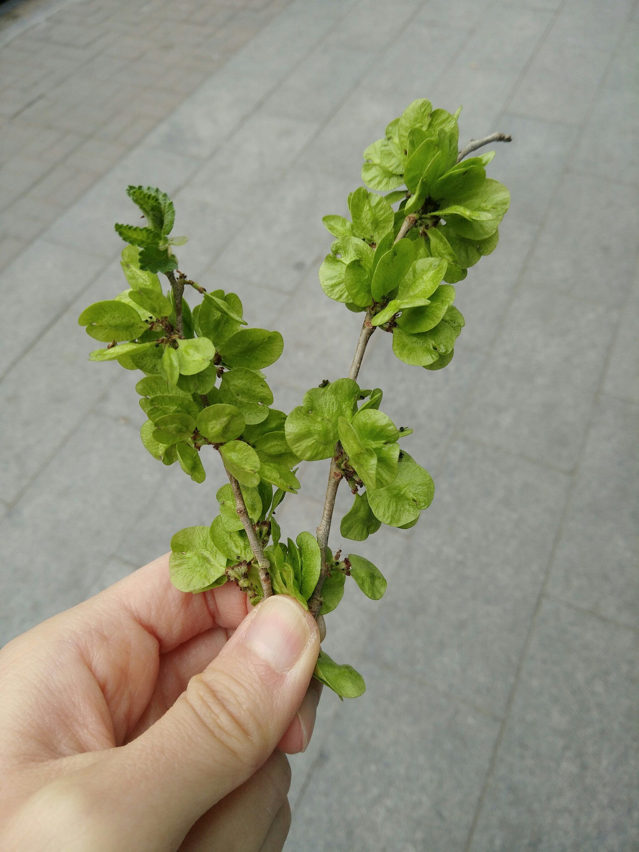 北方人的快乐榆钱树