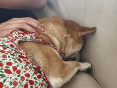 -怪兽屋·羊驼·猫咖·狗咖(俊华广场店)