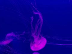 -沈阳海洋探索中心