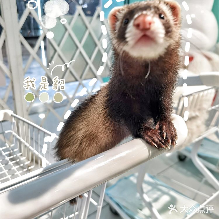 Nice 🐰meet U-魔都遇见萌兔