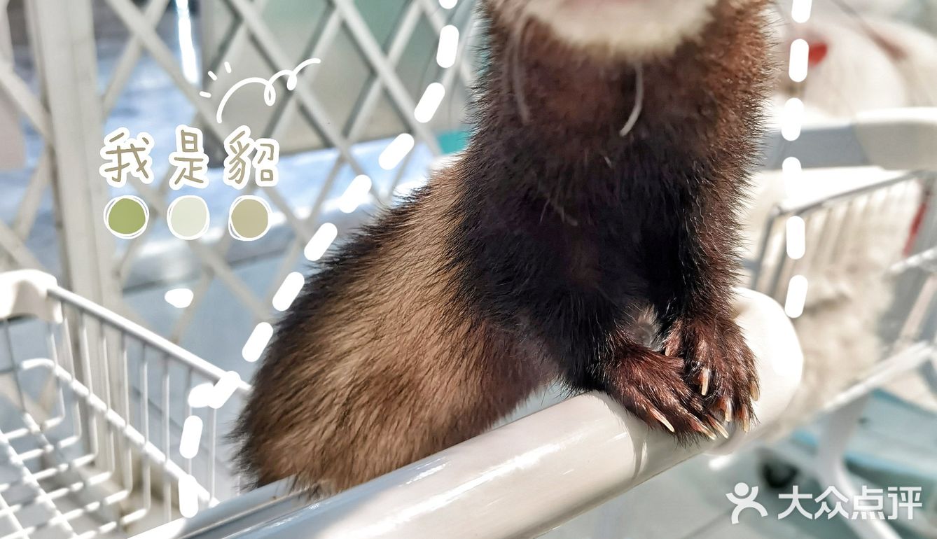 Nice 🐰meet U-魔都遇见萌兔