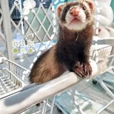 Nice 🐰meet U-魔都遇见萌兔