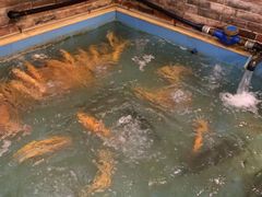 -醉美东江·三文鱼·烧鸡公