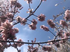 -桃花堤公园