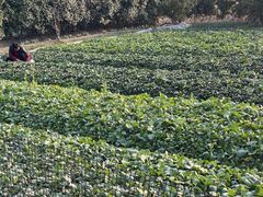 -小鱼草莓采摘园农家乐·小鱼餐厅