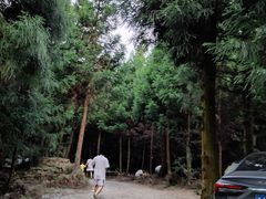 -重庆睡佛山森林公园