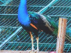 -昆明动物园