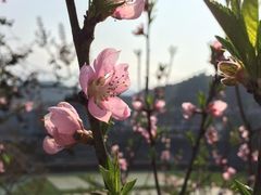 -桃花涧