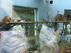 -青藏高原野生动物园