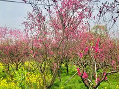 -南汇桃花村