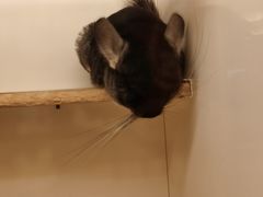 -龙猫仔乐园(惠福东路店)