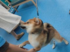 -博特宠物医院24h犬猫全科.骨科·异宠