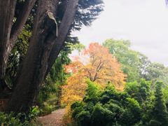 -墨尔本皇家植物园