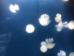 -迪拜水族馆及水下动物园