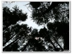 -东湖落雁景区