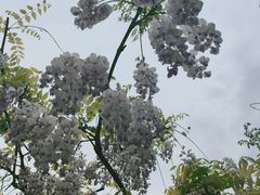 -嘉定紫藤园