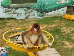 -西霞口神雕山野生动物世界