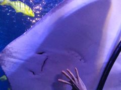 -太平洋海底世界