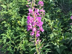 -白草畔自然风景区