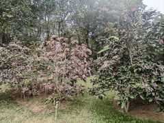 -中国科学院西双版纳热带植物园