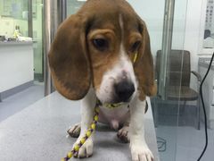 -达爱动物医院·犬猫分区·CT·复杂眼科(远洋山水分院)
