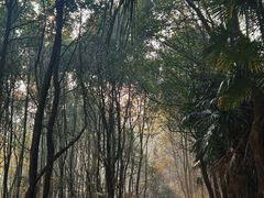 -青龙山国家森林公园