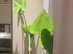 -羊门客在·烤盐池滩羊·川菜