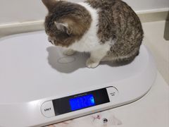 -艾贝尔宠物医院·24H转诊中心·肿瘤猫专科(江宁双龙店)