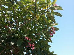 -莆田湄洲妈祖祖庙