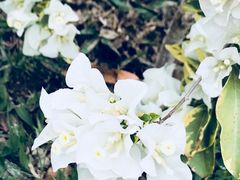 -亚龙湾国际玫瑰谷