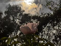 -洛阳市隋唐城遗址植物园