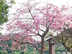 -风云岭森林公园