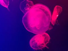 -成都浩海立方海洋公园