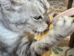 -猫猫幼稚园·撸猫·桌游·电玩