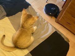 -猫十亿·布偶金渐层·曼基康矮脚猫舍(青年路店)