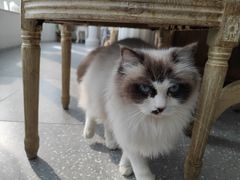 -共舞时光猫咖·狗咖(新街口店)