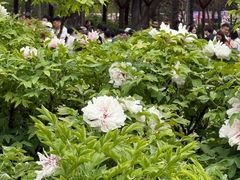 -洛阳市隋唐城遗址植物园