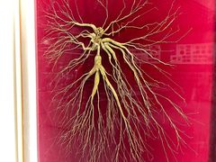 -广东中医药博物馆