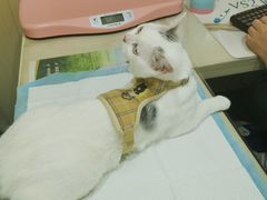 -佳怡动物医院·平价24小时·猫专科骨外科