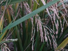 -中国天府农业博览园