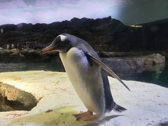 -新加坡飞禽公园
