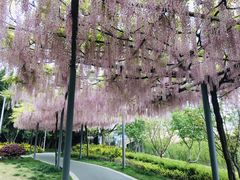 -嘉定紫藤园