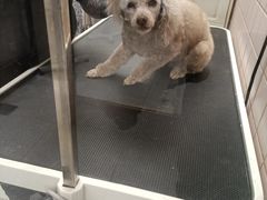 -FAELING PETS美天灵宠物(富力广场店)
