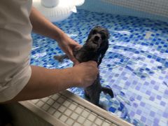 -BABYDOG宝贝狗宠物乐园(欧洲城店)