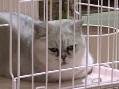 -藏猫猫咖啡主题馆(中央大道店)