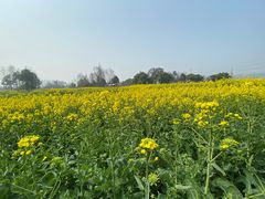 -桤木河湿地公园