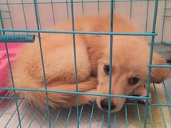 -米苏动物医院·犬猫专科·骨科外科内窥镜