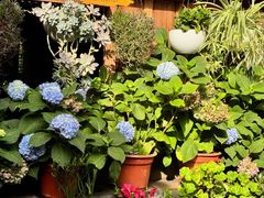 -龙姐私房菜(和顺古镇店)