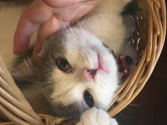 -共舞时光猫咖·狗咖(新街口店)