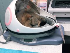 -纳吉亚猫专科动物诊疗中心(蒋宅口分院)